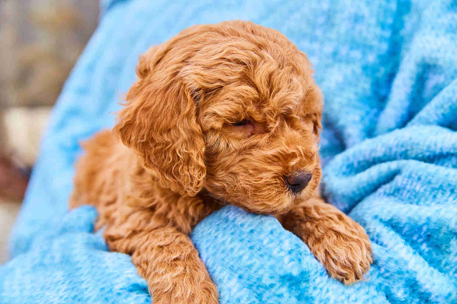 Everything You Need to Know About Mini Goldendoodles: Breed Characteristics and Care Tips